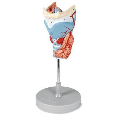 Larynx Model 5 Parts Muscle Ligaments Vascular Nerves Gland