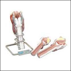Larynx Model Bisects, Enlarged
