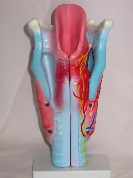 human larynx anatomical model