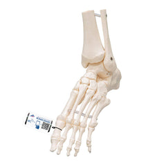 left skeletal foot model
