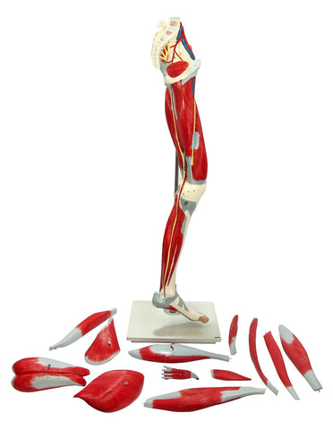 leg  muscle vascular anatomy model