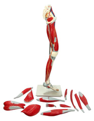 Premium Life-Size Human Leg Musculature Leg Hip Knee Ankle Muscular Tendons  13 Parts
