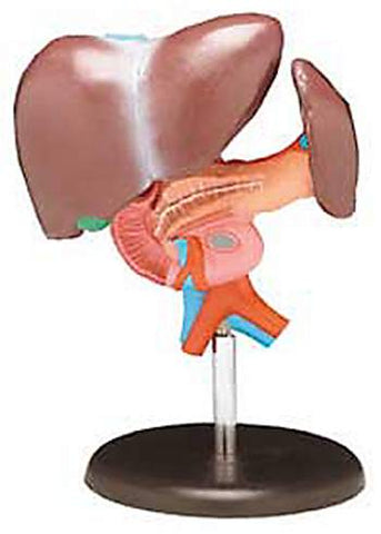 Liver & Pancreas Anatomical Model 3 Part