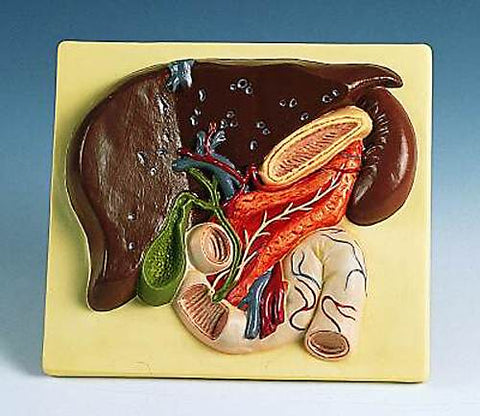 Liver with Gall Bladder, Pancreas and Duodenum