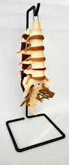 vertebrae lumbar spine model