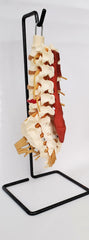 human spine lumbar model 