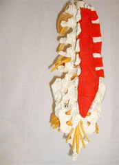 lumbar spine model