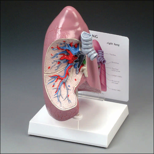 Basic Lung Model Human Lung Model: Life-Size Right Site | – Buyamag INC
