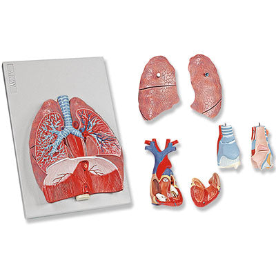 Human Lungs Respiratory System Model 7 Parts