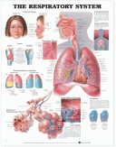 Respiratory System Poster