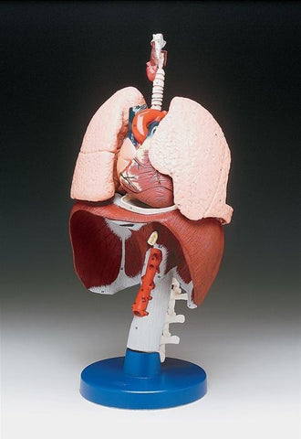 Lungs Respiratory Organs Model Deluxe