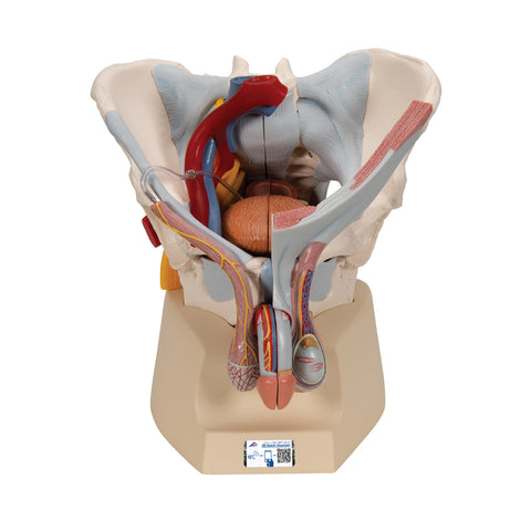 male pelvis model