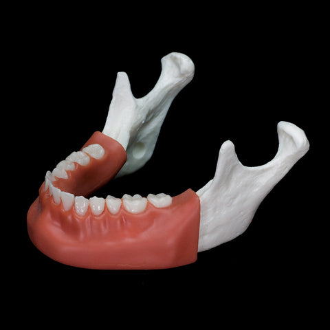 mandible drilling model