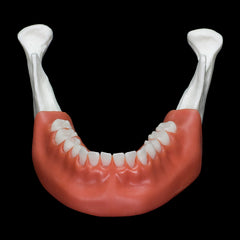mandible surgical drilling model