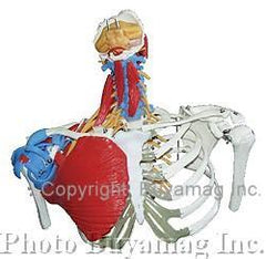 Torso Upper & Muscles Ligaments Tendons Deluxe