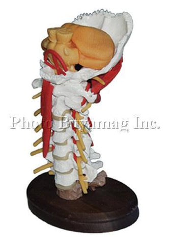  cervical spine model
