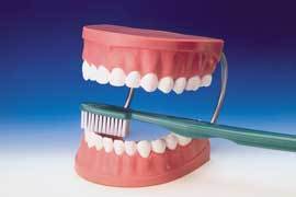 teeth brushing model