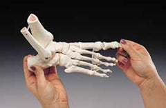 right skeletal foot model