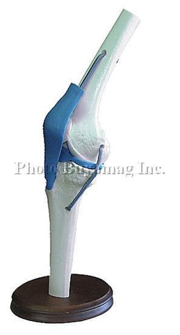 Knee Joint Functional Model