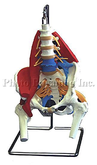 Deluxe Lumbar Vertebral Column with stand