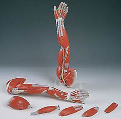 arm anatomical model