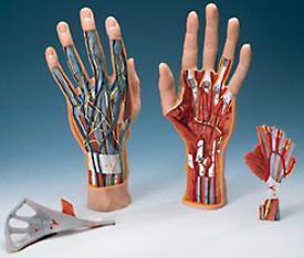 Hand Model & Internal Structure Muscles Tendons Ligaments Arteries 3-Part
