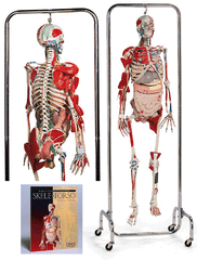Skeleton Model Deluxe With Internal Organs, Muscles Nerves, Ligaments