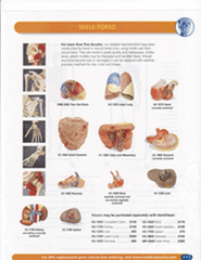 Skele-Torso Deluxe & Internal Organs Muscles Nerves Ligaments Articulated