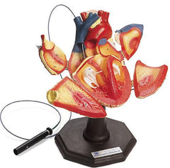 E.P. Heart Practicing Catheter, Lead, Electrophysiology Heart Deluxe