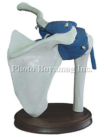 Shoulder Joint With Ligaments Functional Model
