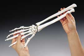 hand arm model