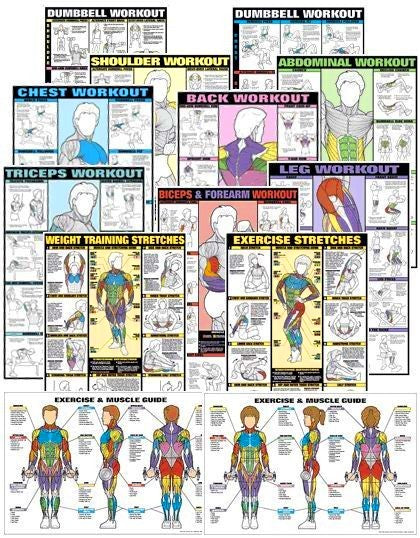 bodybuilding weigtlifting exercise posters muscle charts