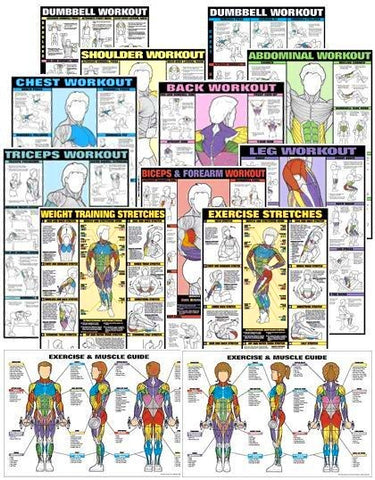 bodybuilding weigtlifting exercise posters muscle charts