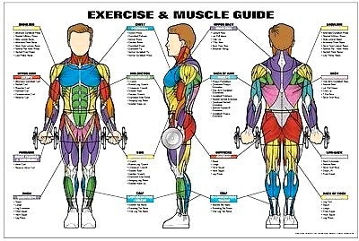 exercise muscle quide chart poster