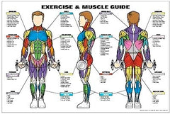 exercise muscle quide chart poster
