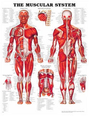 Human Body Muscular System Chart Poster