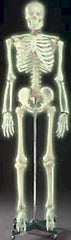 skeleton glow in the dark 