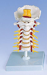 Cervical Vertebral Column Flexible