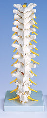 Thoracic spine model vertebral column