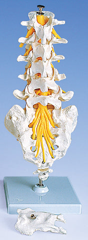 Flexible Lumbar Vertebral Column