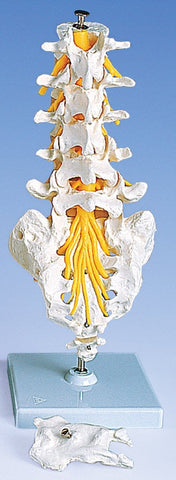 Lumbar Vertebral Column Flexible