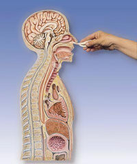 Nasogastric Intubation/Catheterization Model