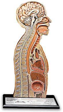 Nasogastric Tube Feeding/Catheterization Model