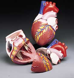 heart model