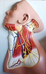 shoulder neck muscle vessels model