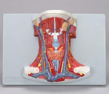 Neck Anatomy Model – Buyamag INC