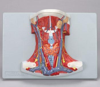 Neck Anatomy Model