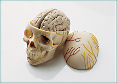 skull model neuro anatomy 