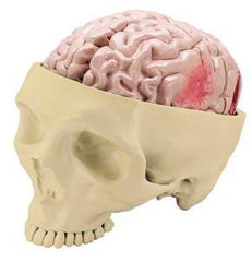 brain model