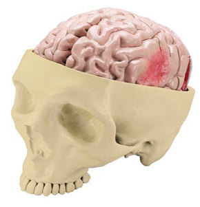 Skull Model With  Brain Model Deluxe